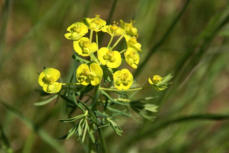 Unser Orchideenpark Bild Nr.038